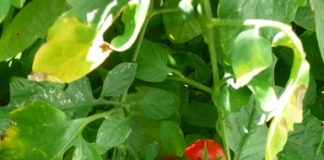 Come si raccolgono gli ortaggi e le piante aromatiche 955 0 Come si raccolgono gli ortaggi e le erbe aromatiche